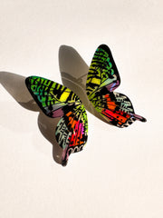 Aros Ilustración Mariposa Atardecer de Madagascar M